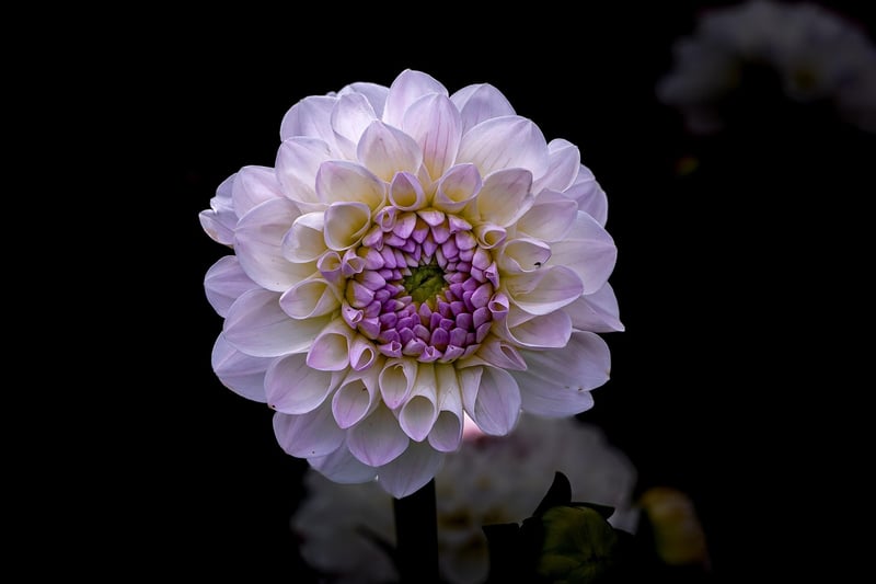 Floral Design
